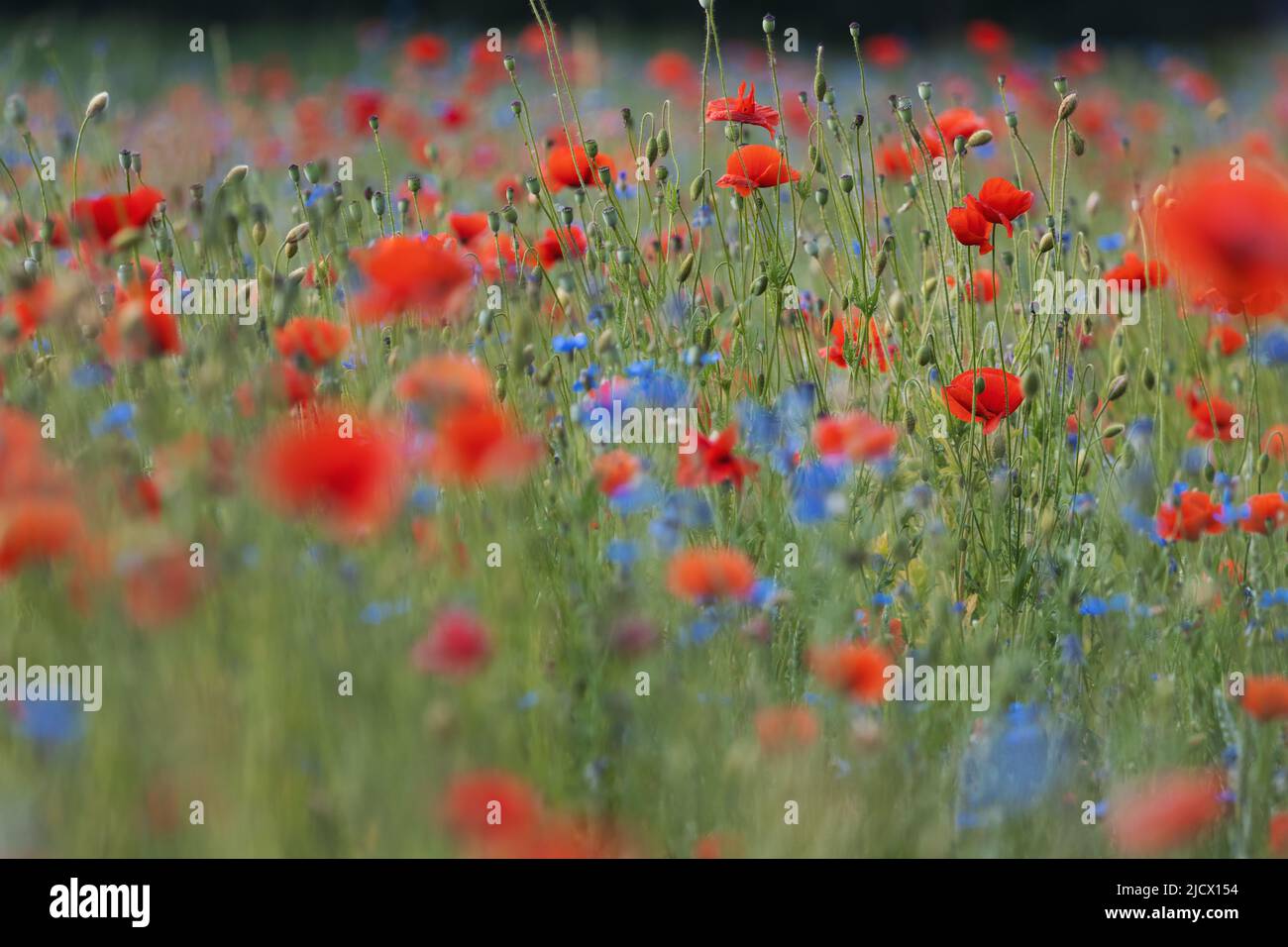 red poppies and blue cornflowers Stock Photo