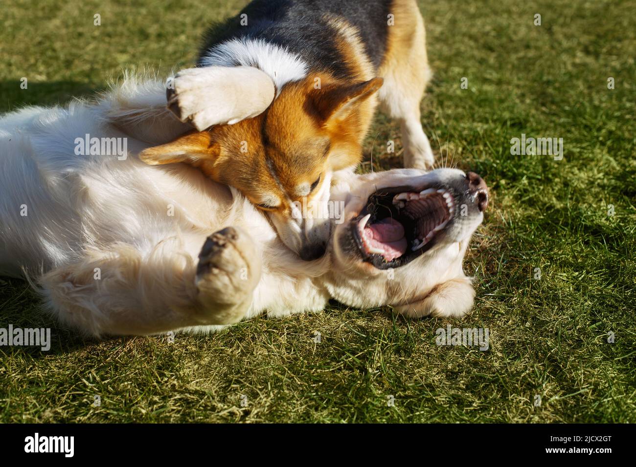 Welsh Corgi Pembroke and Golden Retriever playing in the garden on green grass. Dods have fun Stock Photo