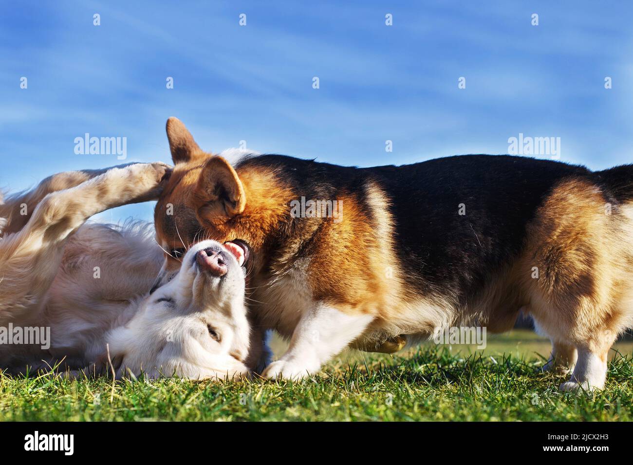 Welsh Corgi Pembroke and Golden Retriever playing in the garden on green grass witn blue sky. Dods have fun Stock Photo