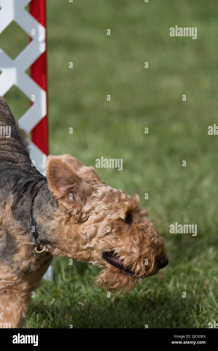 Airedale Terrier competing in an agility competition at a dog show in NY Stock Photo