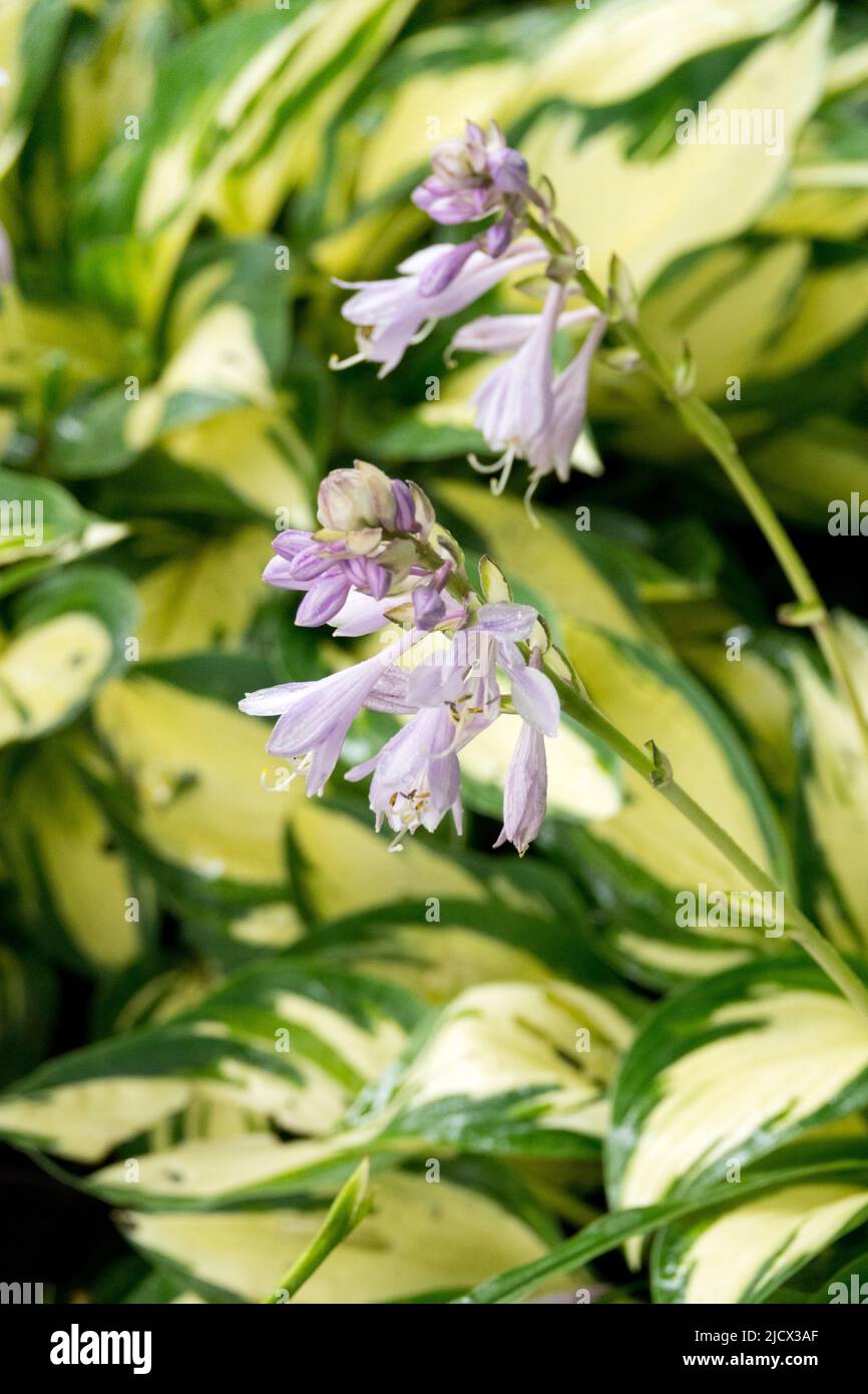 Hosta Moonstruck, Flowering, Hostas, Plantain Lily, Blue, Flower, Garden, Flowers Stock Photo