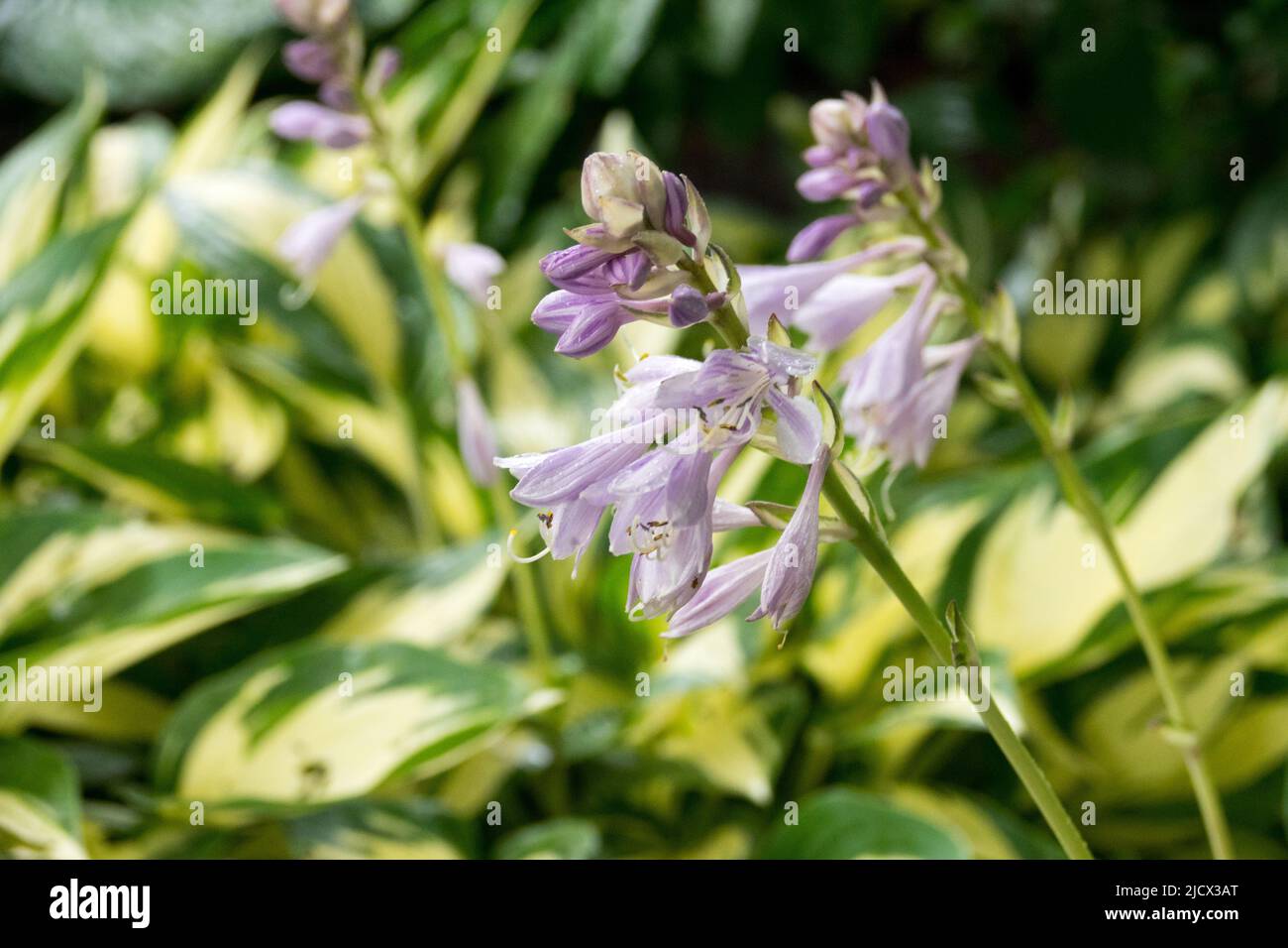 Hosta Moonstruck, Flowering, Hostas, Plantain Lily, Blue, Flower close-up detail Stock Photo