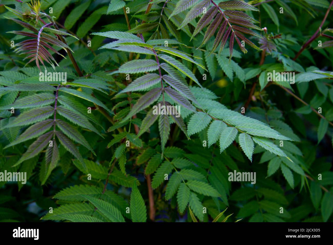 Beautiful leaves of the Sorbaria sorbifolia against background. Green leaves of the wild ash in summer. Stock Photo