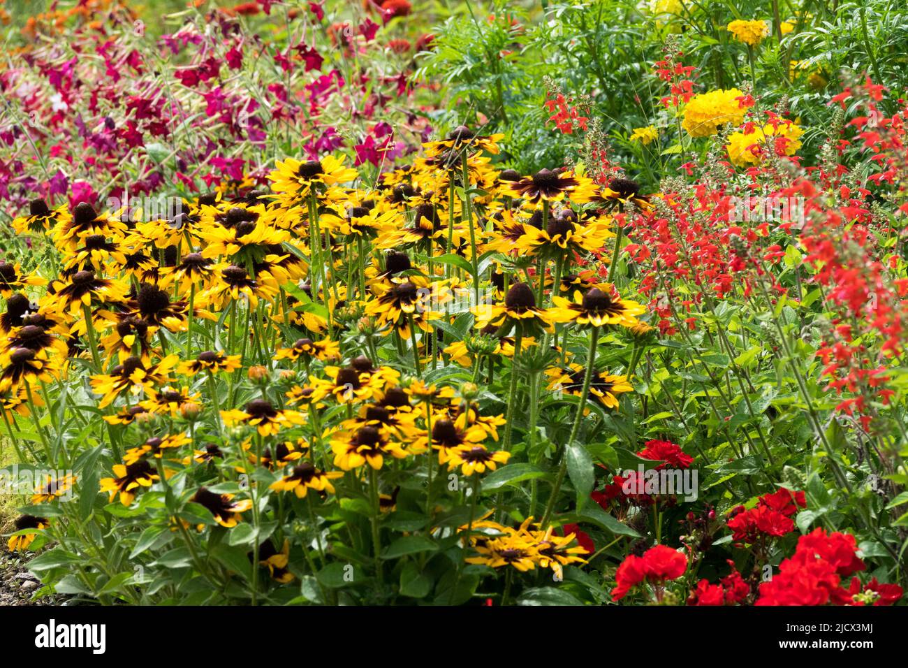 Red yellow purple summer garden flower bed Salvias Rudbeckia 'Sonora' Colorful, Blooms Stock Photo