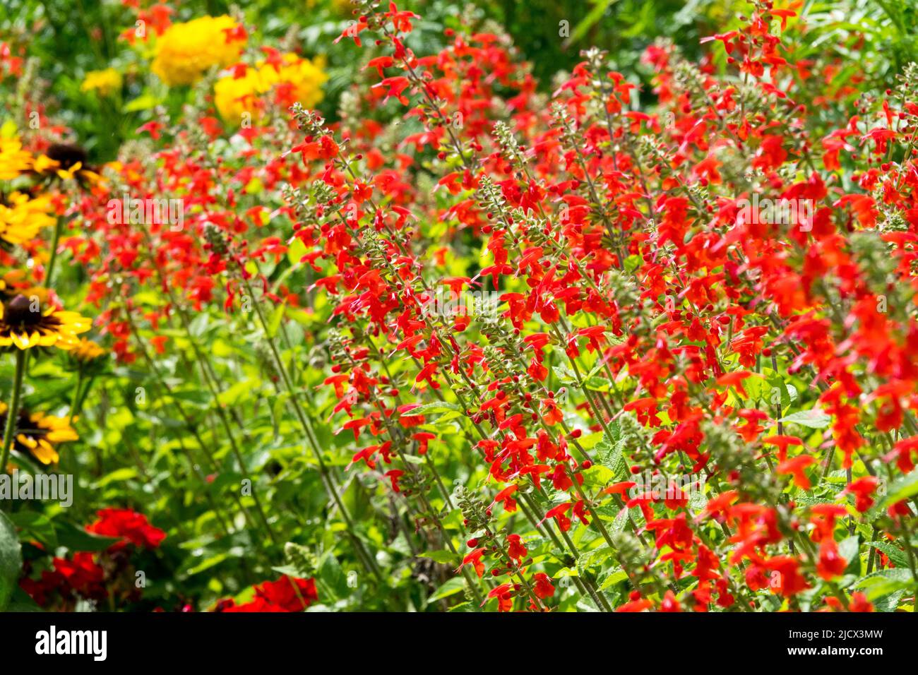 Colourful Summer, August, Flower bed, Salvias, Red, Salvia coccinea 'Lady in Red' Stock Photo