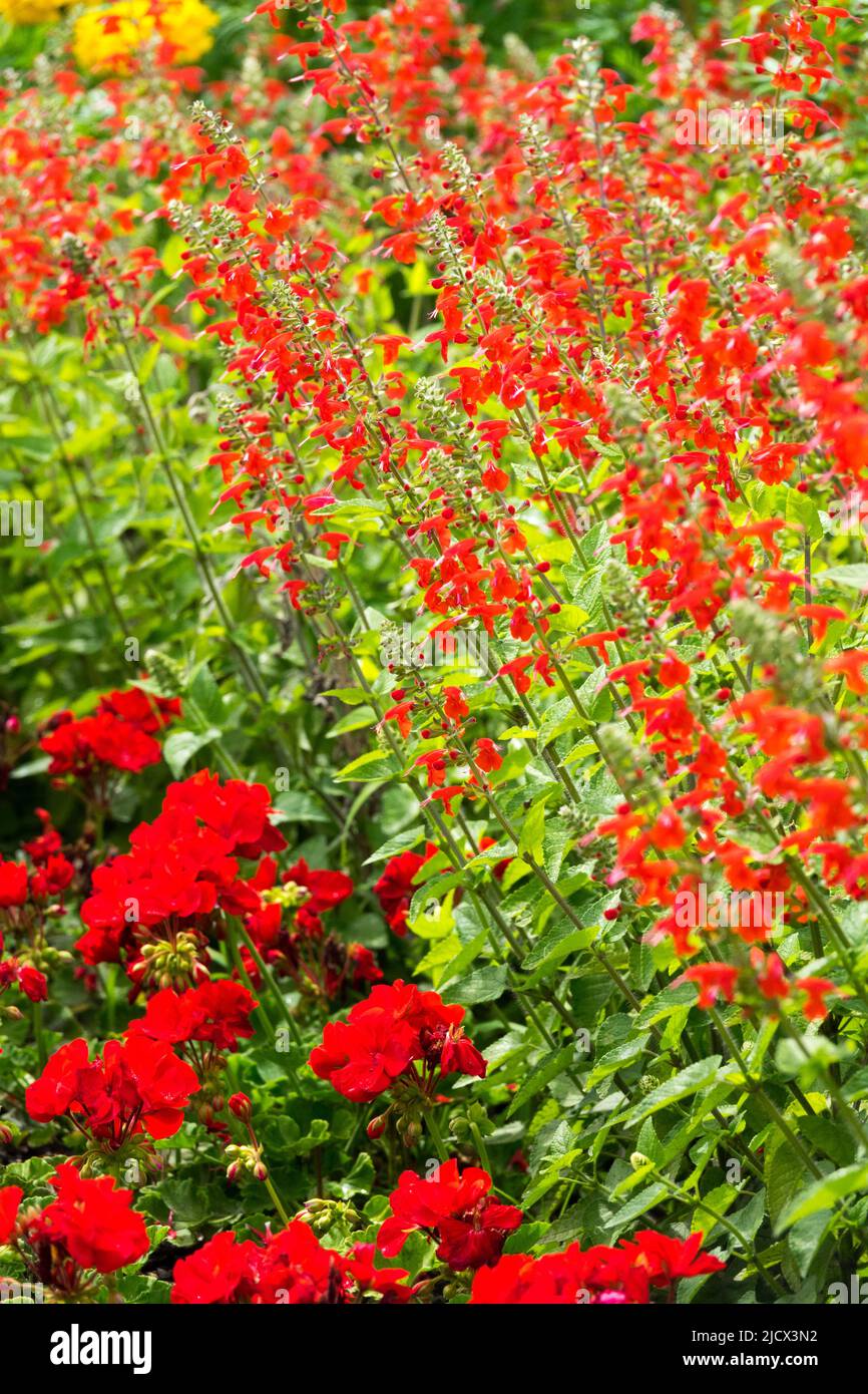 Red Salvia and geranium, summer flower bed Stock Photo
