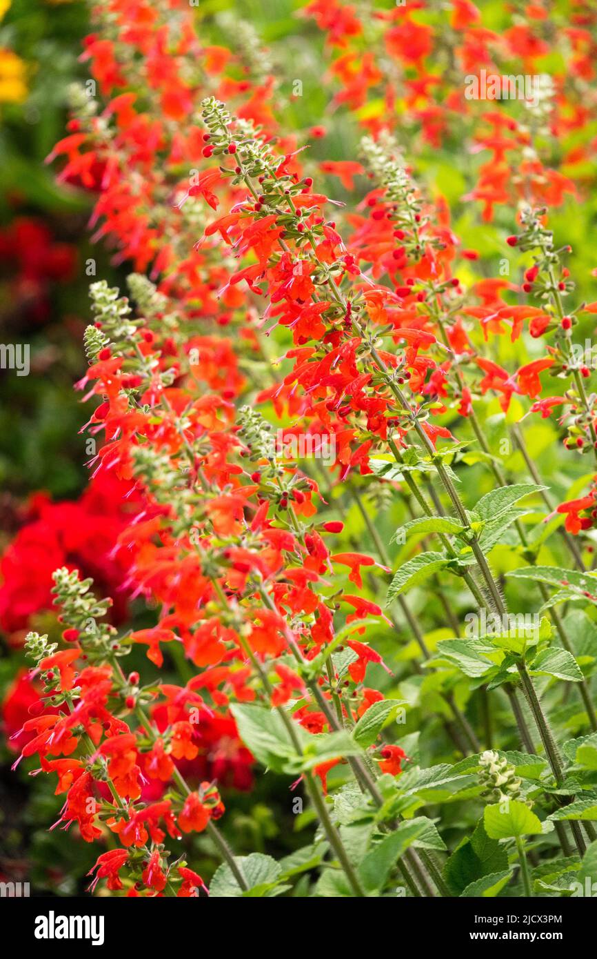 Red, Salvia coccinea 'Lady in Red', Flower Bed, Salvia Lady in Red, Salvia coccinea, Salvias, Summer Stock Photo