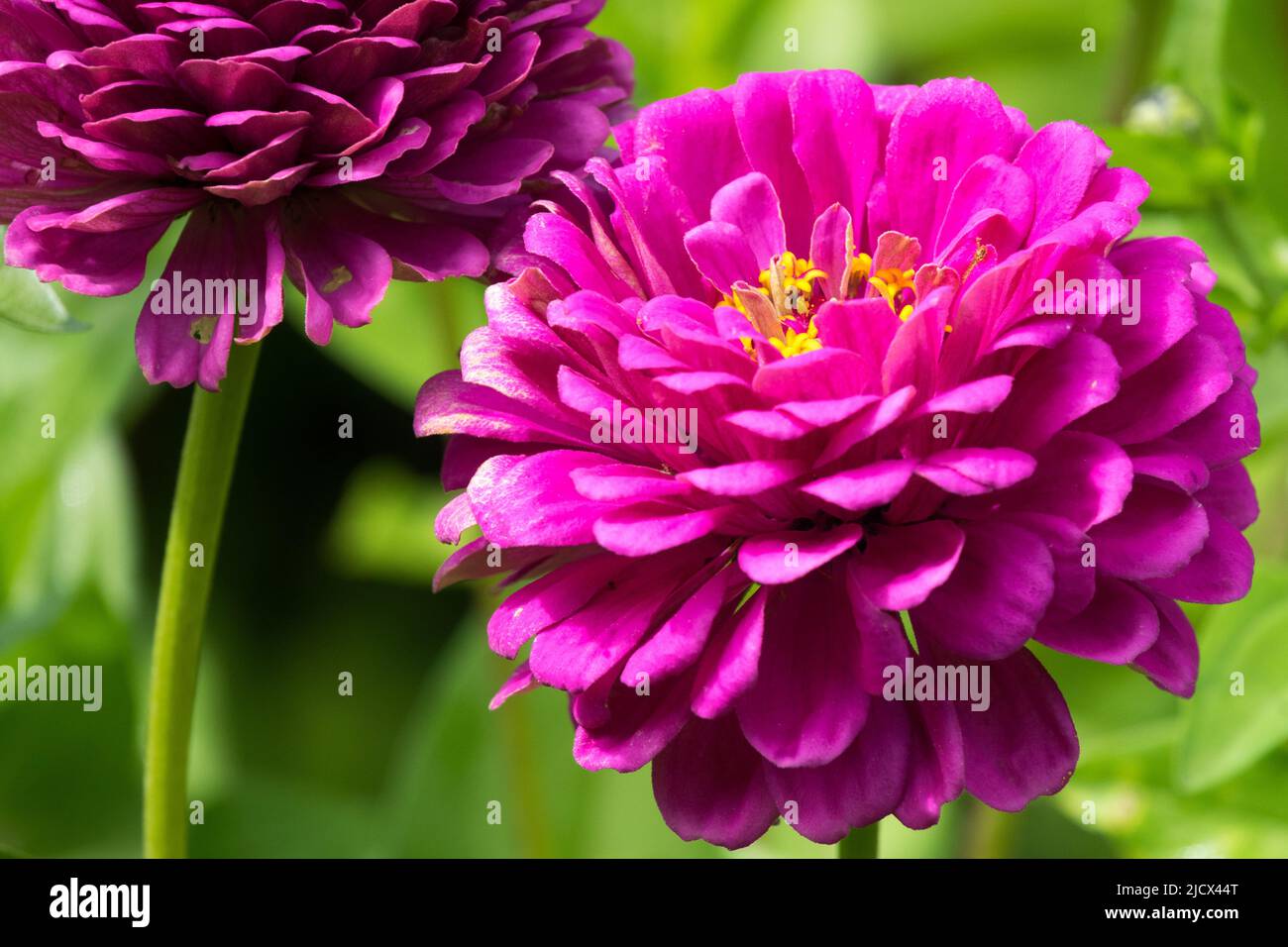 Zinnia 'Purple Prince', Beautiful Zinnia Flower, Violet Bloom Zinnias Stock Photo
