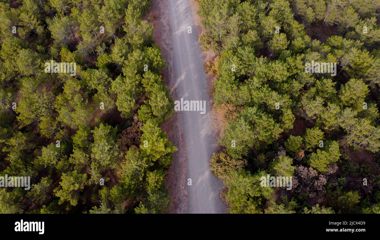Drone view on pine forest hi-res stock photography and images - Alamy