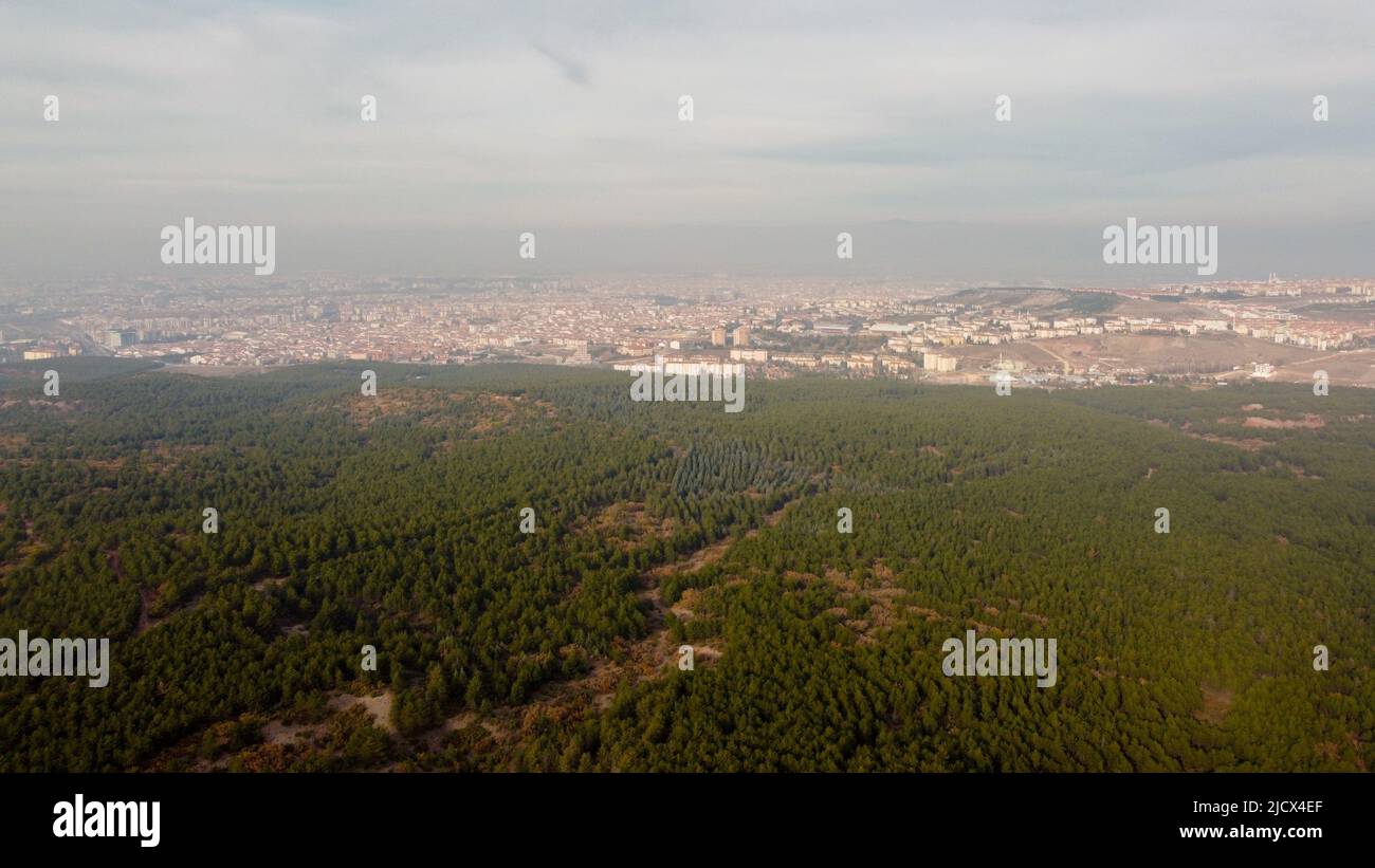 Drone view on pine forest hi-res stock photography and images - Alamy