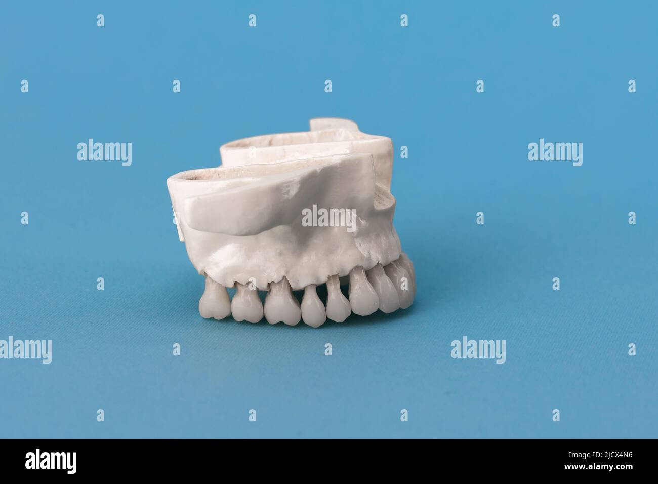 Upper human jaw with teeth anatomy model isolated on blue background ...