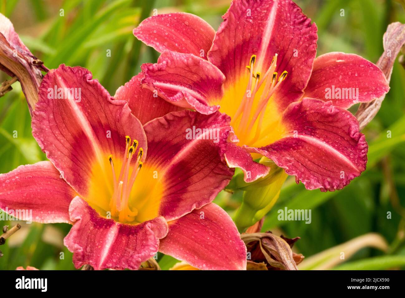 August flowers of the daylily, Hemerocallis 'Rose Festival' Stock Photo