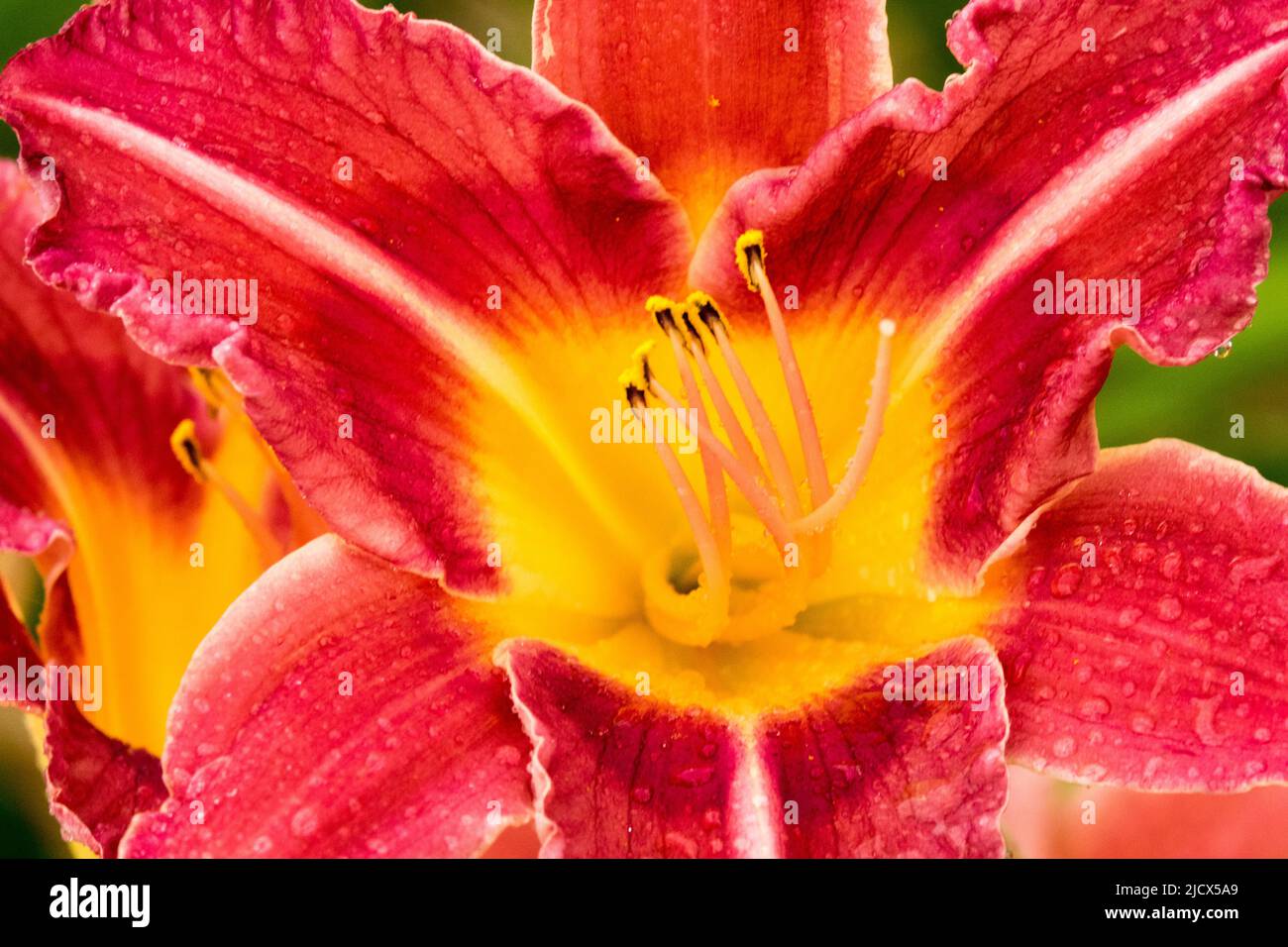 Hemerocallis Rose Festival, Daylily flower Stock Photo