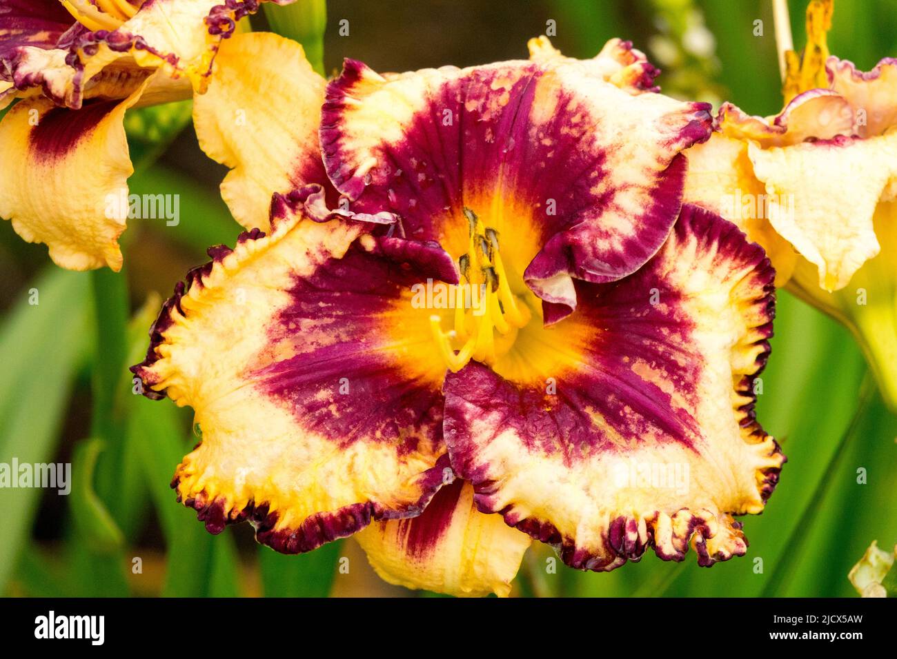 Purple White, Flower, Daylily Hemerocallis, Bloom, Mid summer, Flowering, Plant Stock Photo