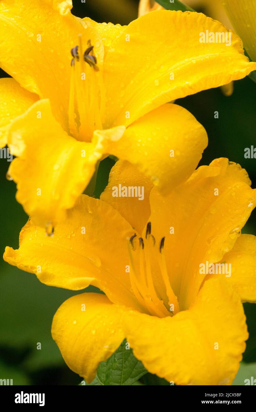 Orange, Daylily flower, Hemerocallis, Summer Stock Photo