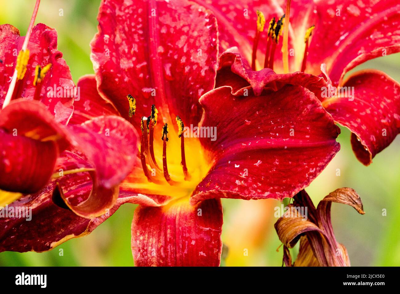 Beautiful red flower of hemerocallis, Daylily flower Close up Stock Photo