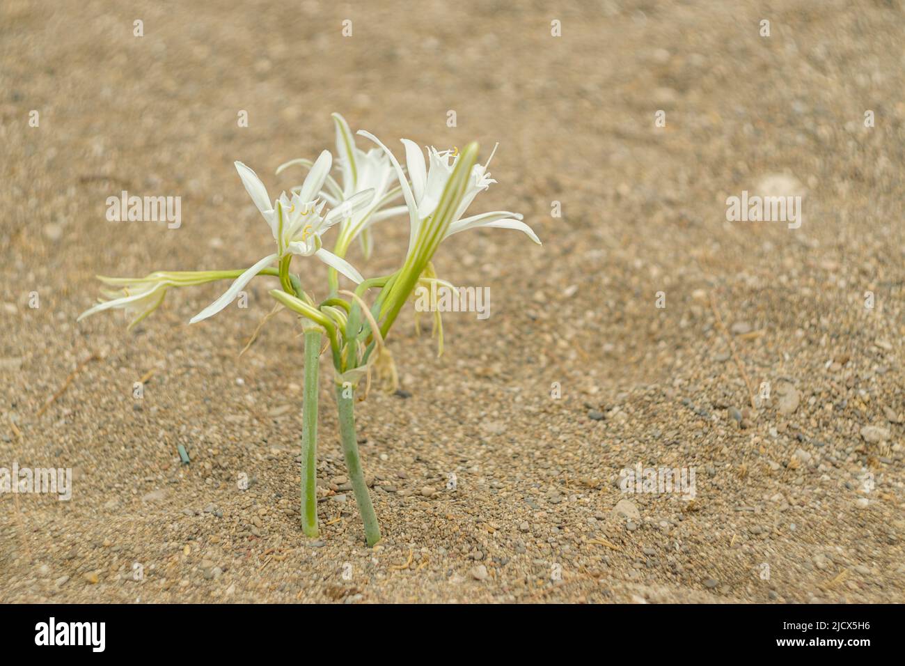 Sea Daffodil on the beach in the nature. Endemic flower under protection. Stock Photo