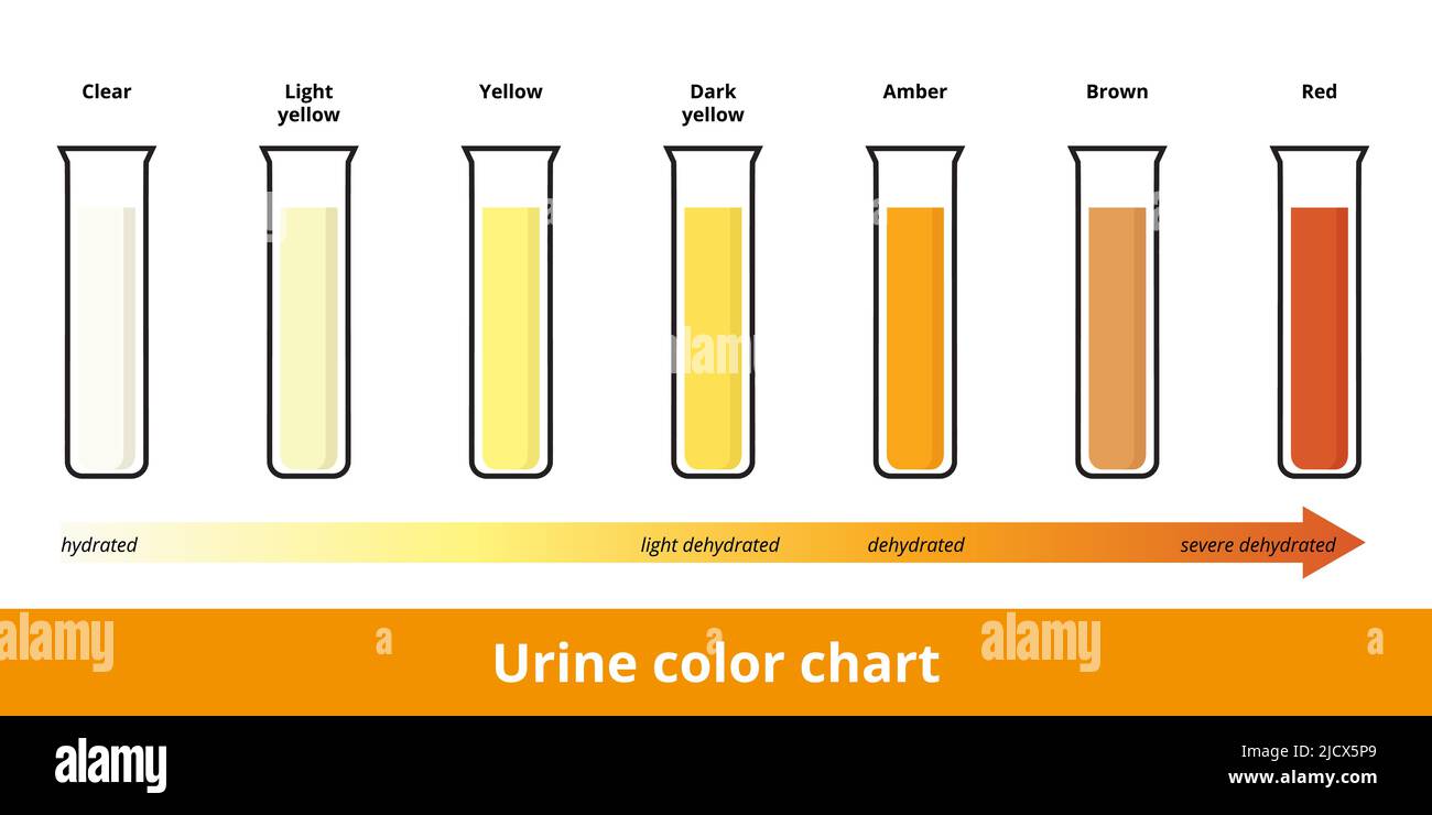 Urine color chart. Pee hydration and dehydration test strip. Urine in test tubes with color depicting its hydration or dehydration level. Stock Vector