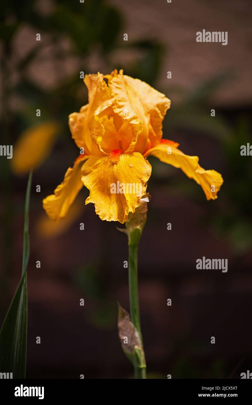 A single bright yellow Bearded Iris flower on a blurred background Stock Photo