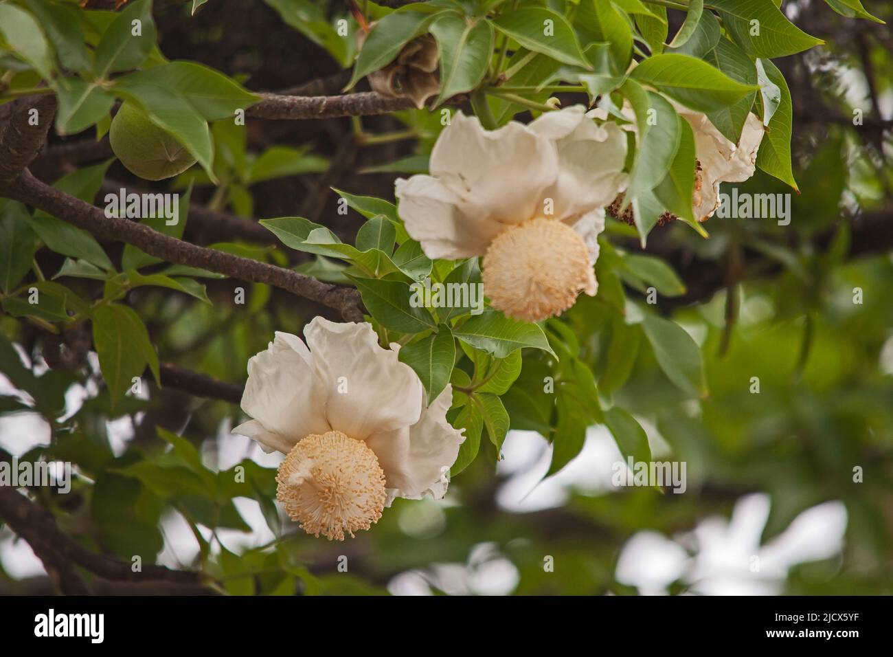 A single flower of the Baobab (Adansonia digitata) Stock Photo