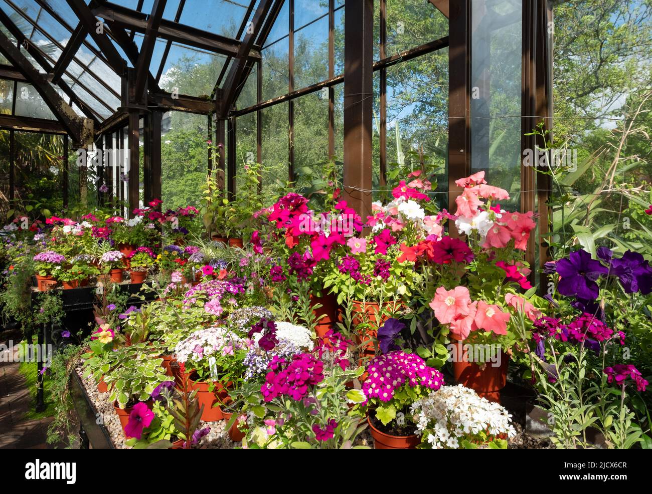Flowering plants including petunias, phlox and pericallis cruenta, in the Palm House and Main Range of glasshouses in the Glasgow Botanic Garden, UK. Stock Photo