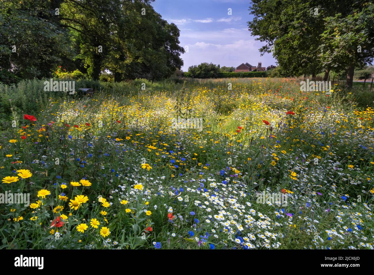 A beautiful wildflower meadow in summer, near Tarvin, Cheshire, England, United Kingdom, Europe Stock Photo