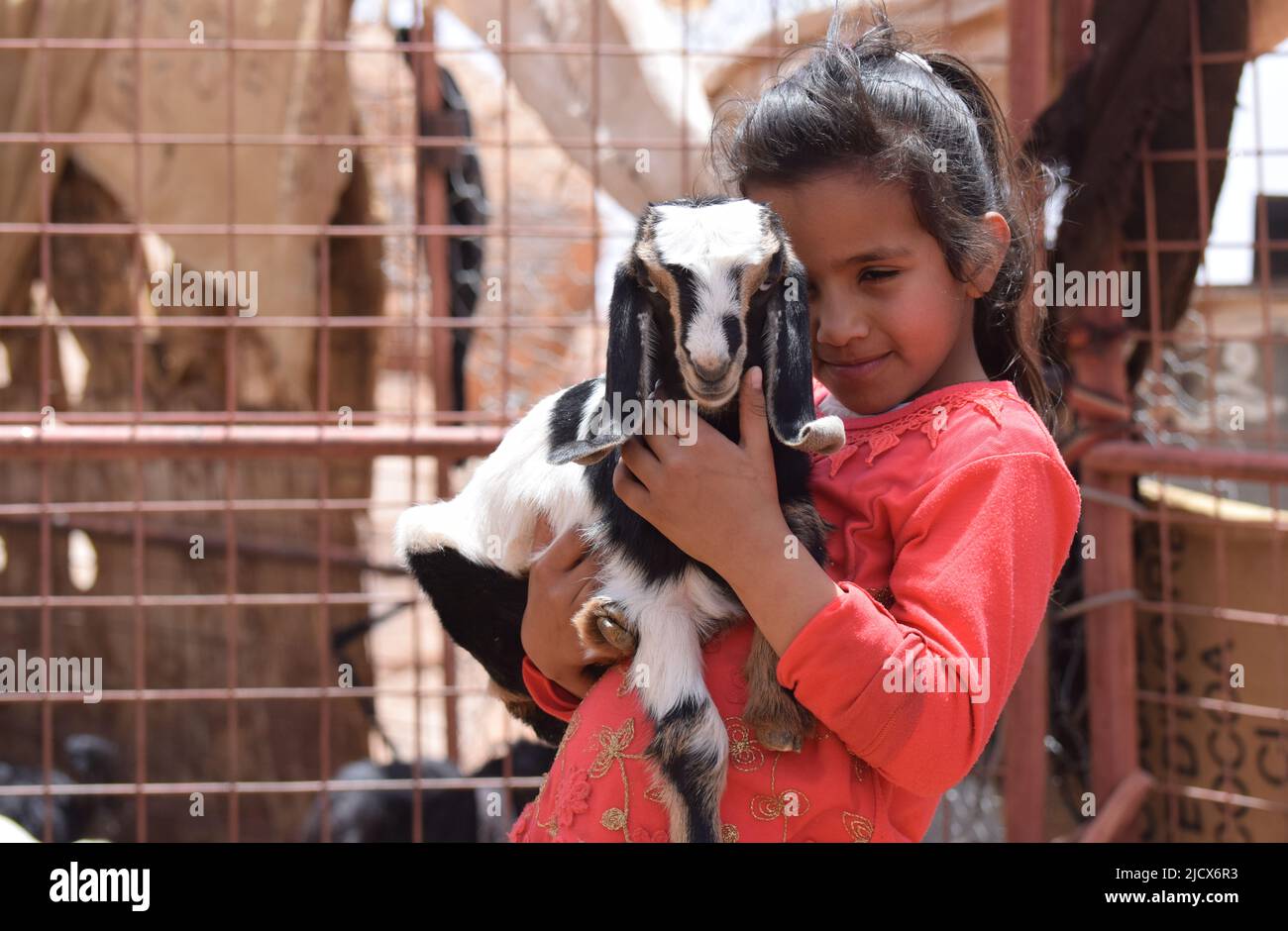 A little Middle Eastern bedouin girl aged seven lovingly holds a baby kid goat Stock Photo