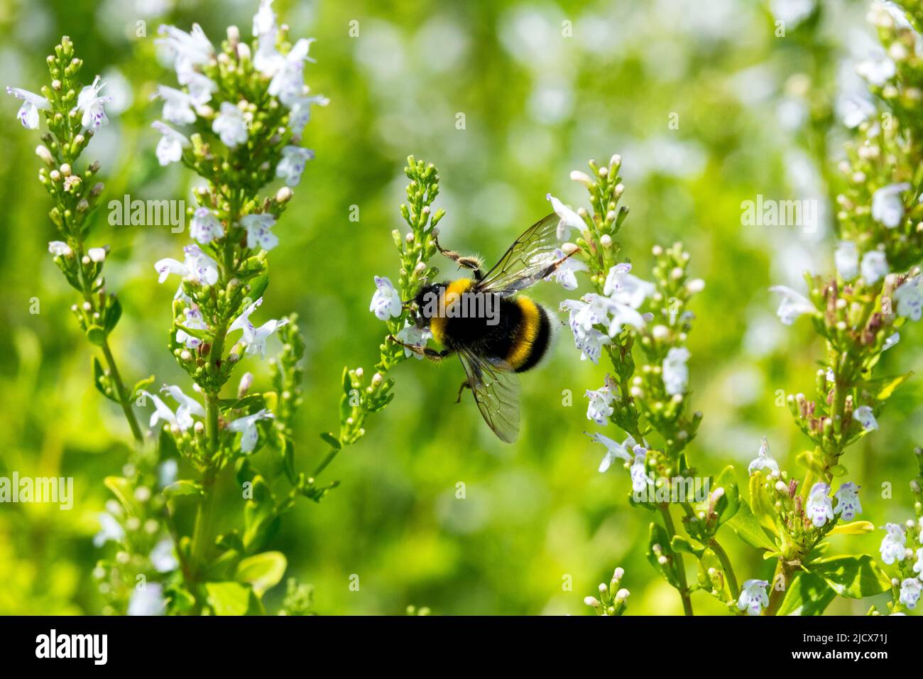Bombus terrestris, Buff-tailed bumblebee, Bumblebee, On, Micromeria thymifolia, Large earth bumblebee, In, Micromeria, Close up, Flower Stock Photo