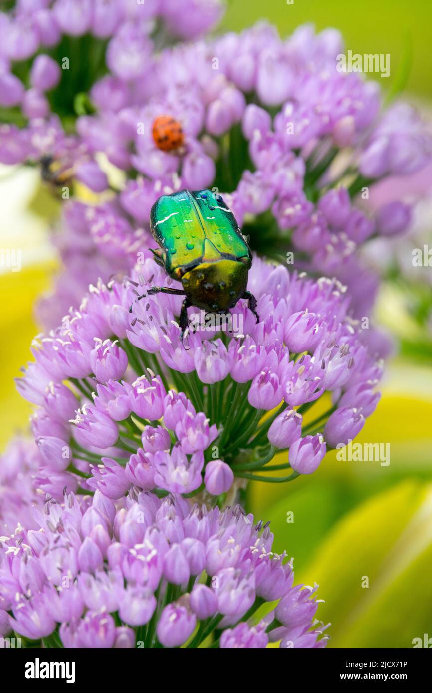 Green rose chafer, Beetle, On, Flower, Cetonia aurata, Feeding, In, Bloom, Chives, Pink Stock Photo