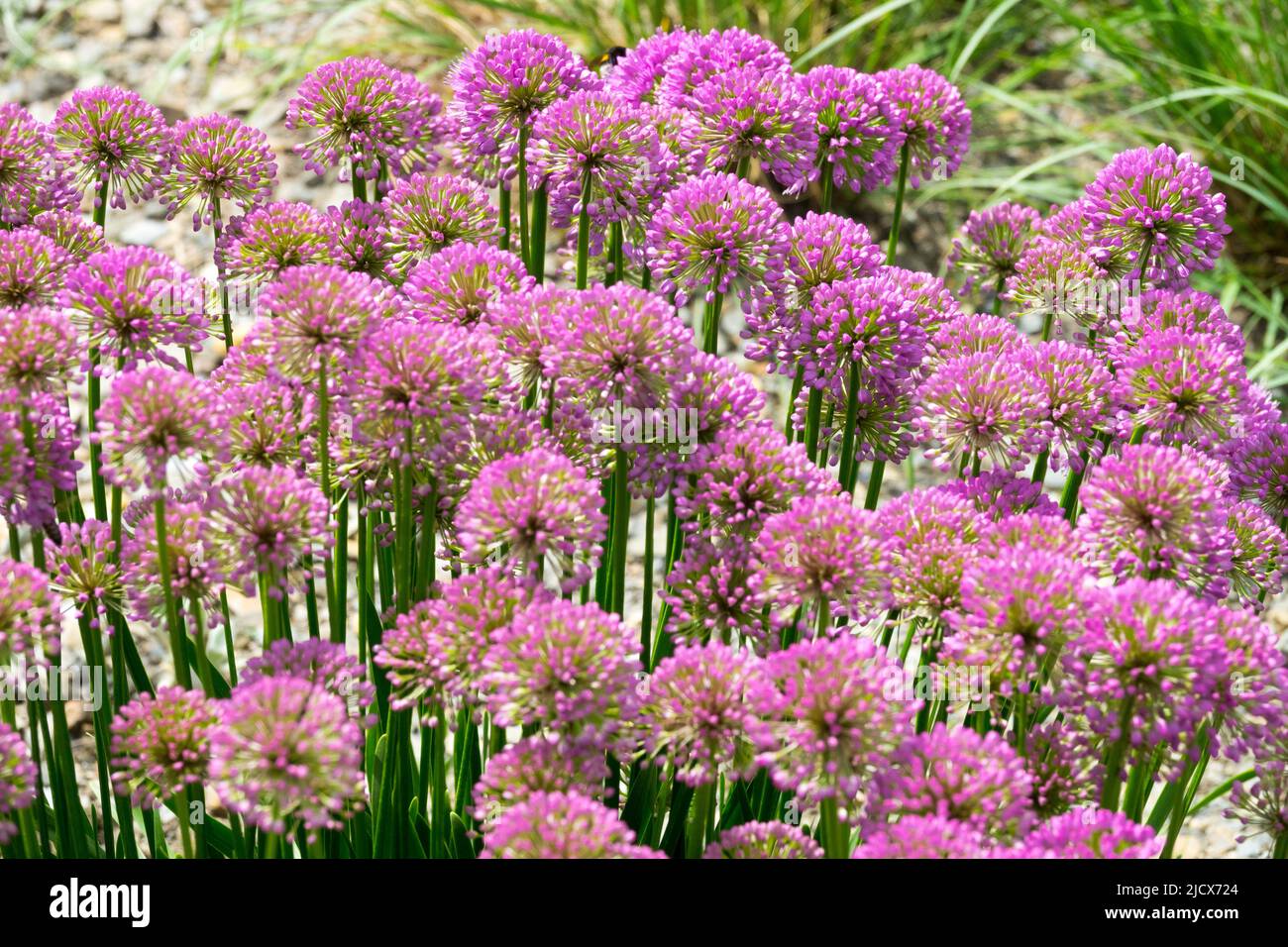 Allium Millenium, Ornamental Onion, Blooms, Flowers, Chives, Alliums Stock Photo