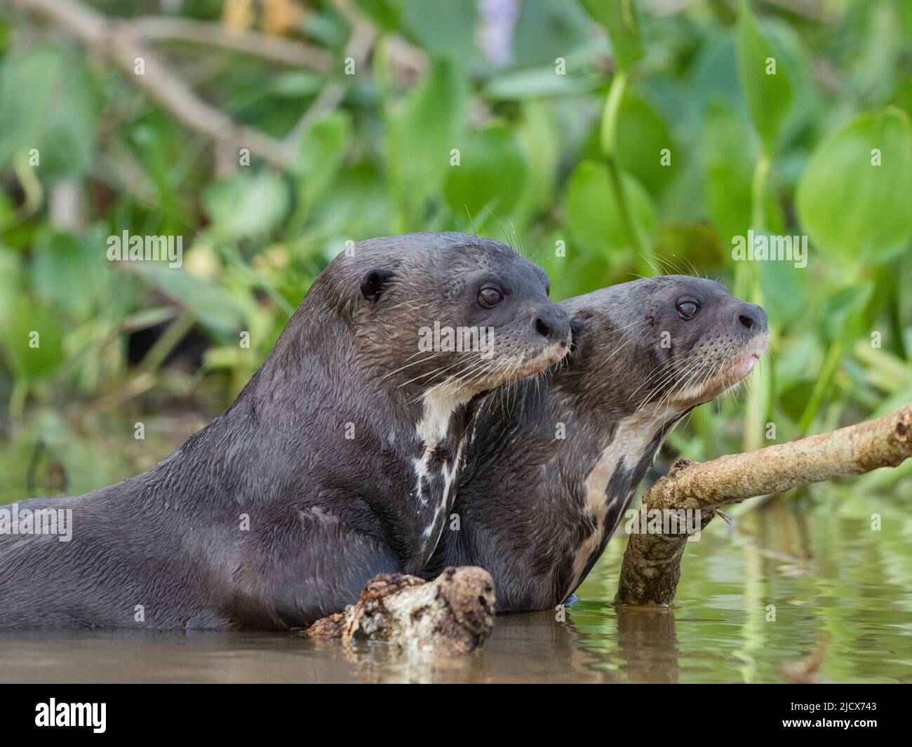 A pair of adult giant river otters (Pteronura brasiliensis), on the Rio Cuiaba, Mato Grosso, Pantanal, Brazil, South America Stock Photo
