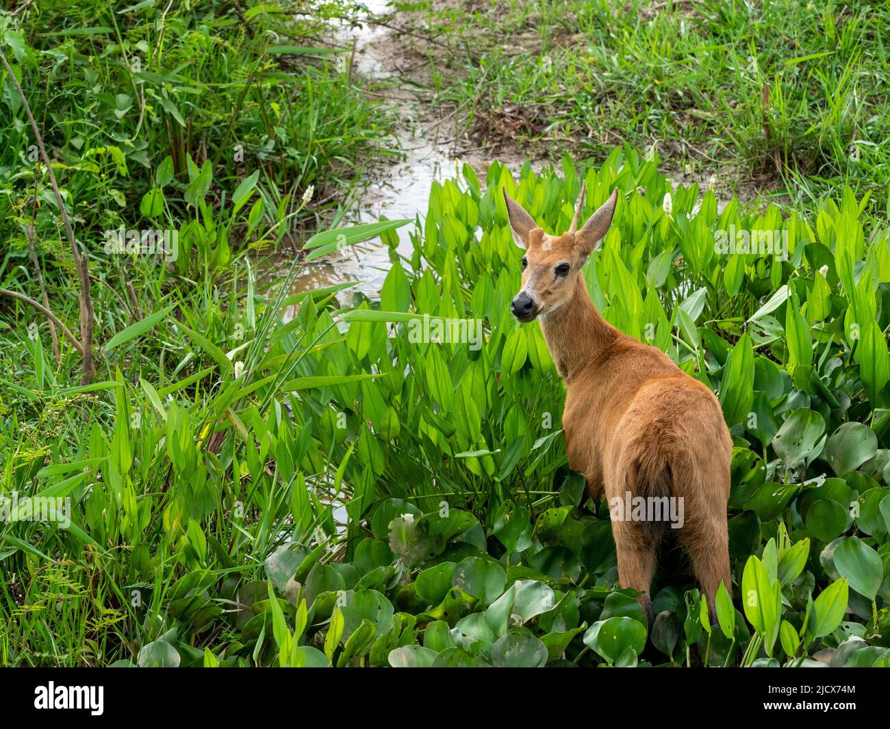 Adult red brocket (Mazama americana), grazing on the Rio Pixaim, Mato Grosso, Pantanal, Brazil, South America Stock Photo