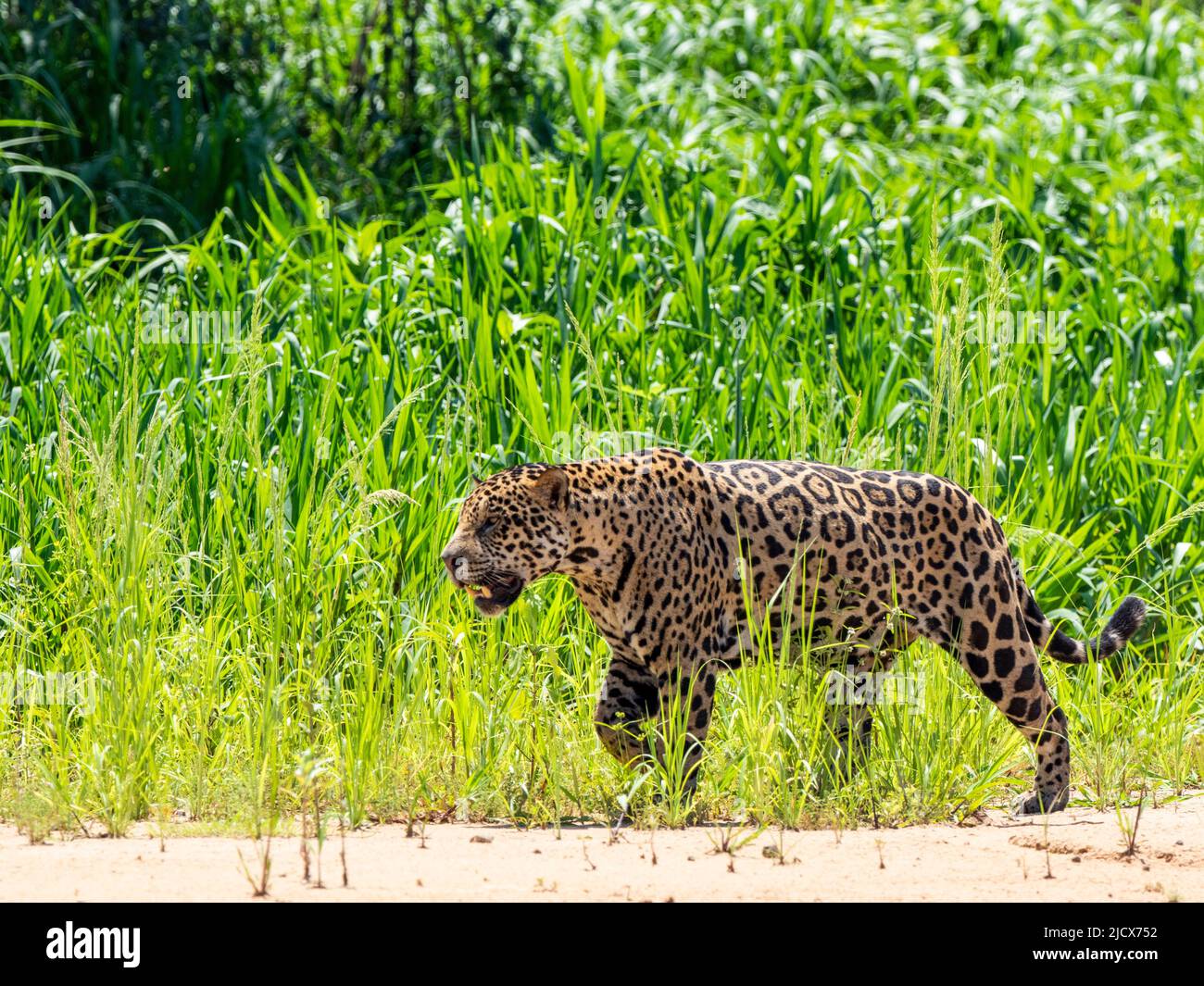 Adult jaguar (Panthera onca), on the riverbank of Rio Tres Irmao, Mato Grosso, Pantanal, Brazil, South America Stock Photo