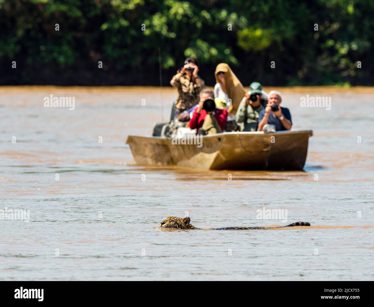 Adult jaguar (Panthera onca), with tourists on the riverbank of the Rio Cuiaba, Mato Grosso, Pantanal, Brazil, South America Stock Photo
