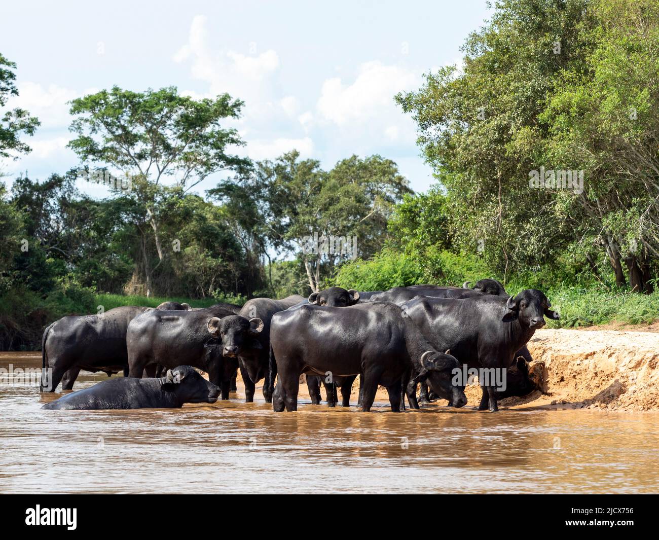 Adult domestic water buffalo (Bubalus bubalis), on the Rio Cuiaba, Mato Grosso, Pantanal, Brazil, South America Stock Photo