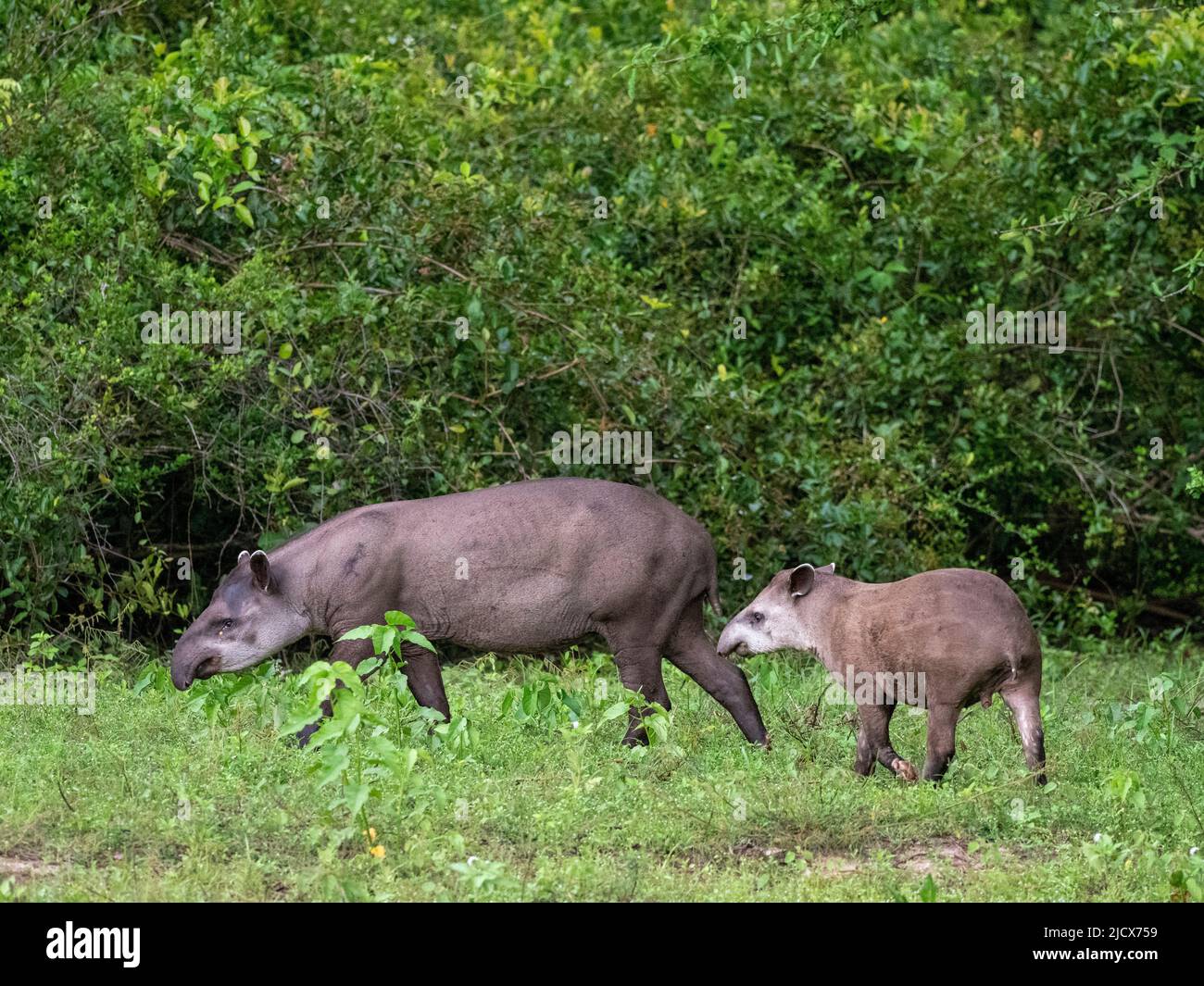 South American tapir (Tapirus terrestris), mother and calf at Pouso Allegre, Mato Grosso, Pantanal, Brazil, South America Stock Photo