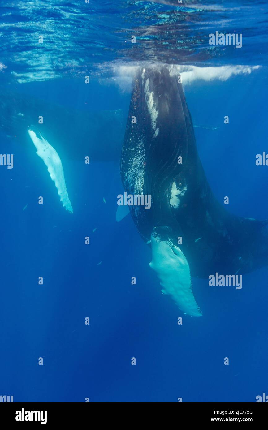 A pair of humpback whales (Megaptera novaeangliae), underwater on the Silver Bank, Dominican Republic, Greater Antilles, Caribbean, Central America Stock Photo