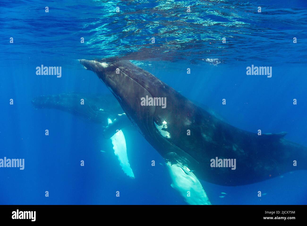 A pair of humpback whales (Megaptera novaeangliae), underwater on the Silver Bank, Dominican Republic, Greater Antilles, Caribbean, Central America Stock Photo