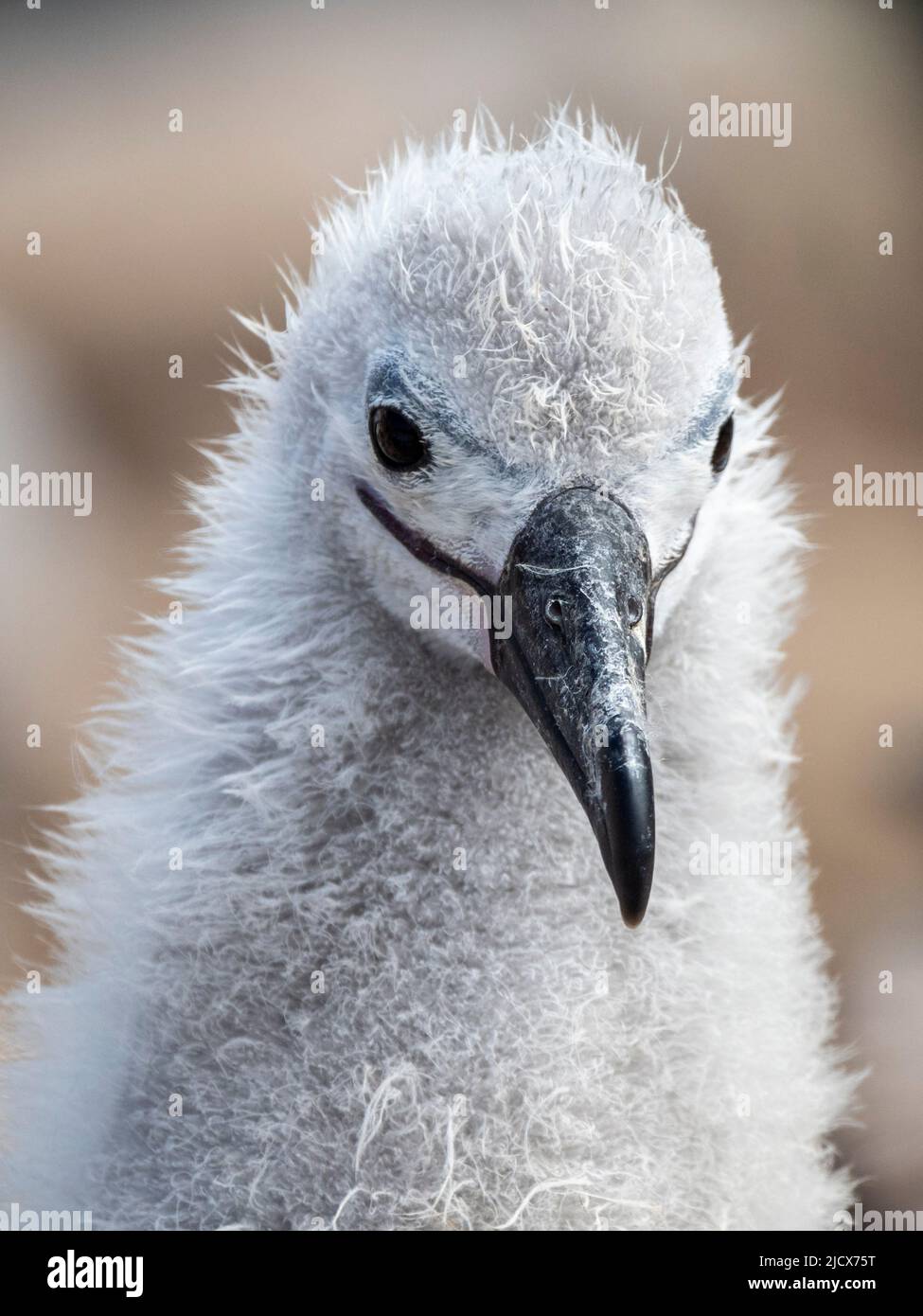 Black-browed albatross (Thalassarche melanophris), chick at breeding colony on Saunders Island, Falklands, South America Stock Photo