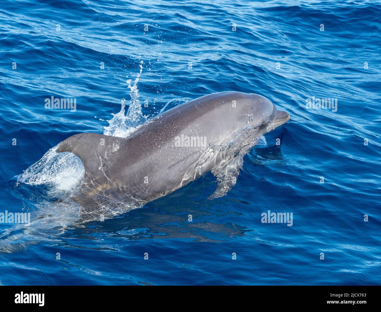 Adult bottlenose dolphin (Tursiops truncatus), bow riding the tender on the Silver Bank, Dominican Republic, Greater Antilles, Caribbean Stock Photo