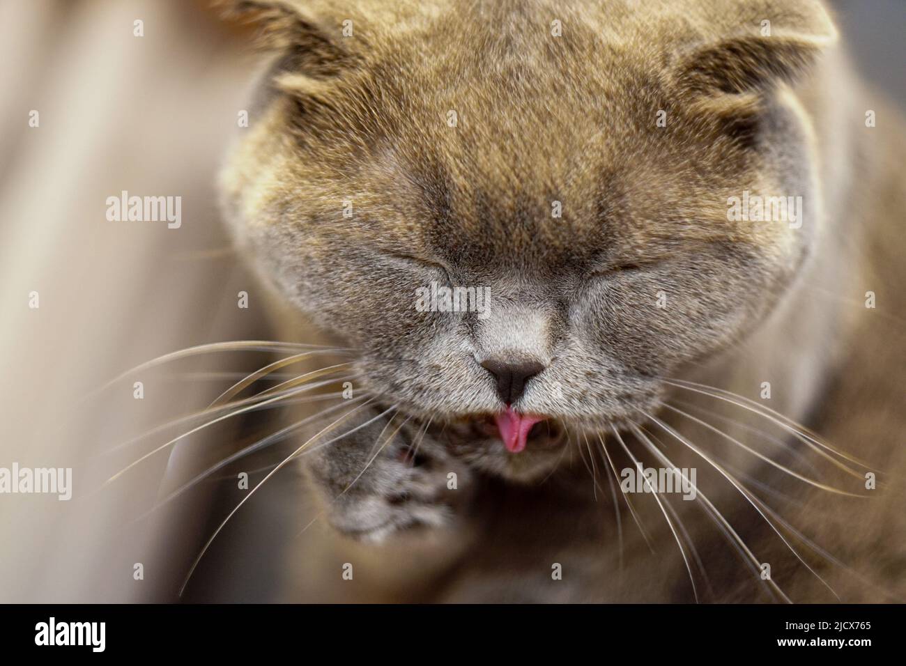 Cute scottish fold cat cleaning her fur with tongue close up view with shallow depth of field Stock Photo