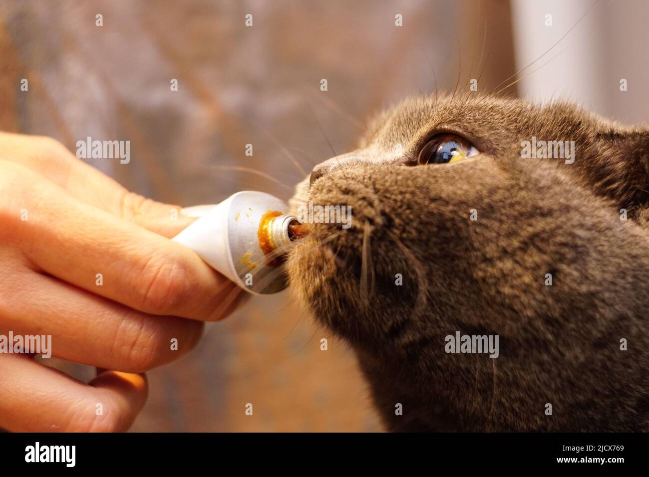Cute scottish fold cat eating malt paste close up view Stock Photo