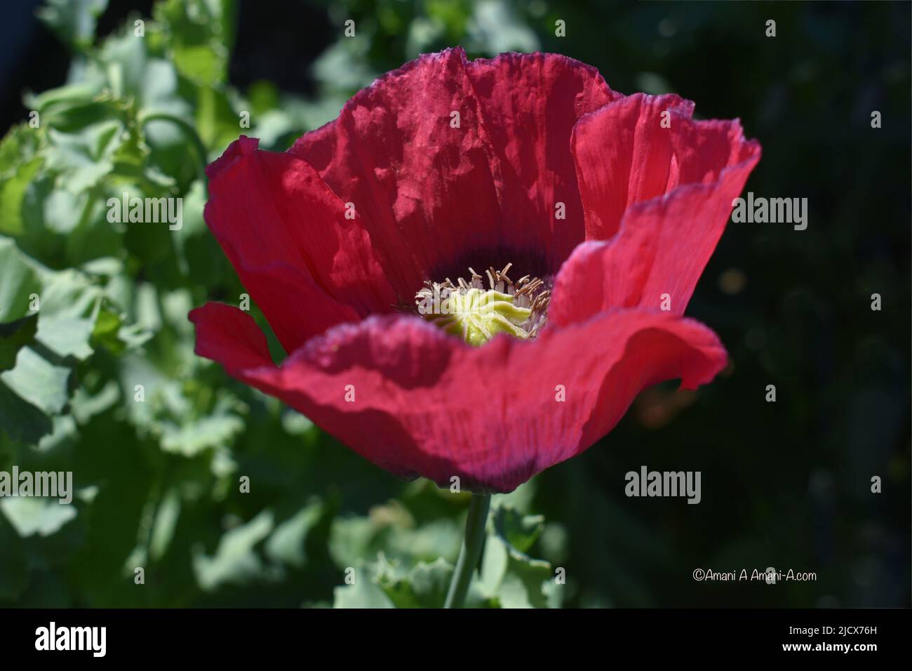 A close up of a giant pink oriental opium poppy with a yellow centre and purple petal edges Stock Photo