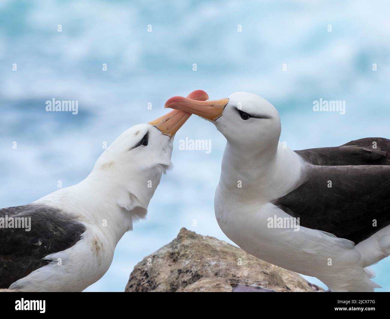Adult black-browed albatrosses (Thalassarche melanophris), at breeding colony on New Island, Falklands, South America Stock Photo