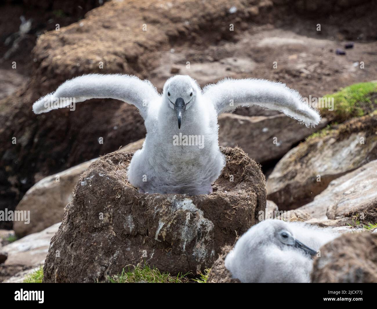 Black-browed albatross (Thalassarche melanophris), chicks at breeding colony on Saunders Island, Falklands, South America Stock Photo