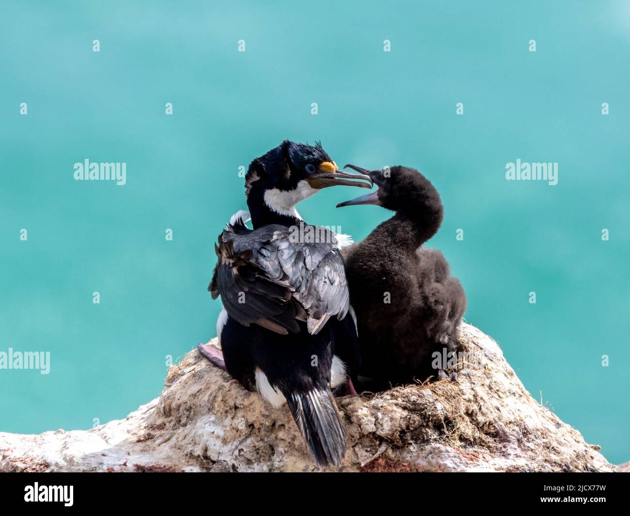 Adult imperial shag (Leucocarbo atriceps), feeding a chick at a breeding colony on Saunders Island, Falklands, South America Stock Photo