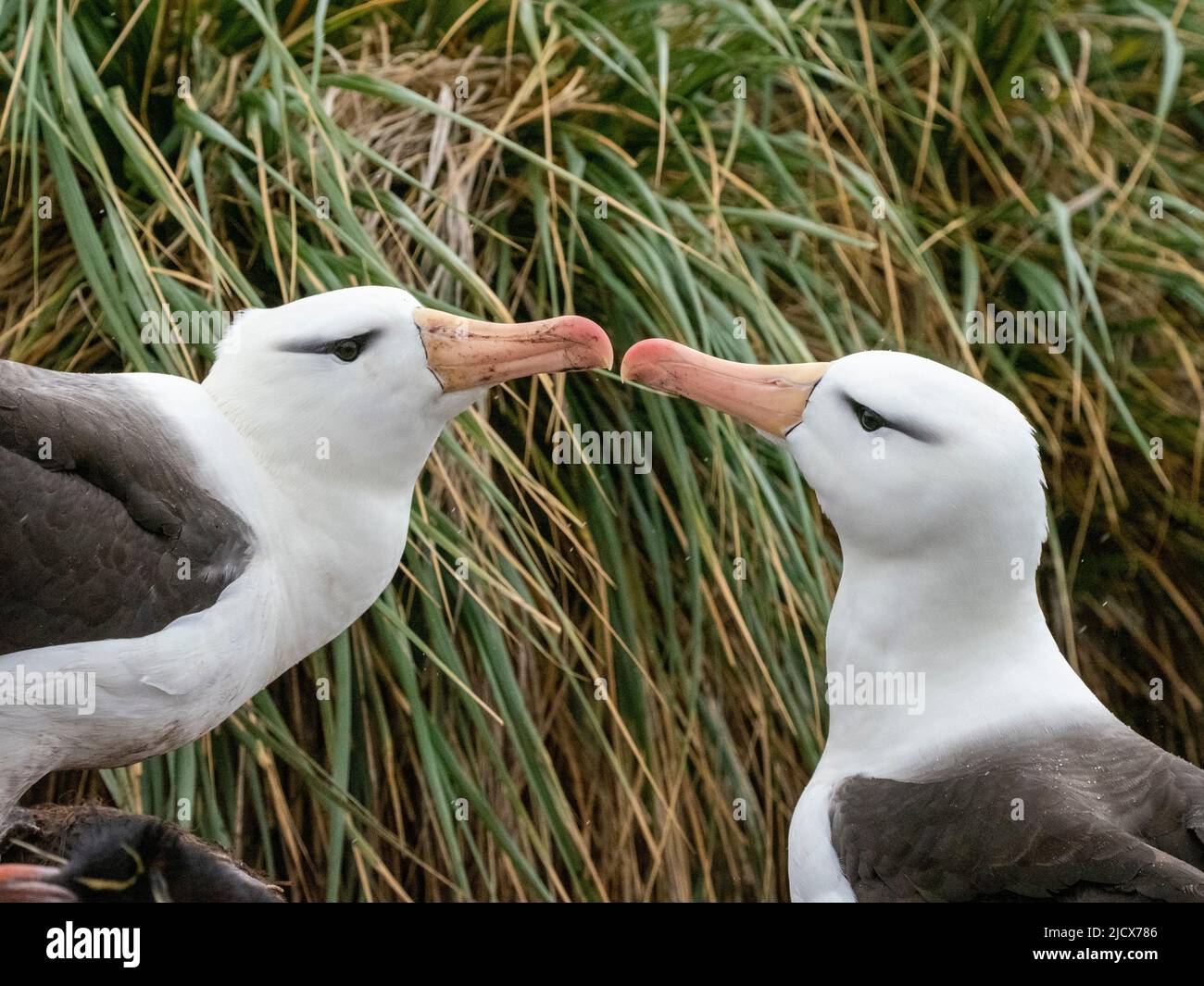 Adult black-browed albatrosses (Thalassarche melanophris), at breeding colony on West Point Island, Falklands, South America Stock Photo