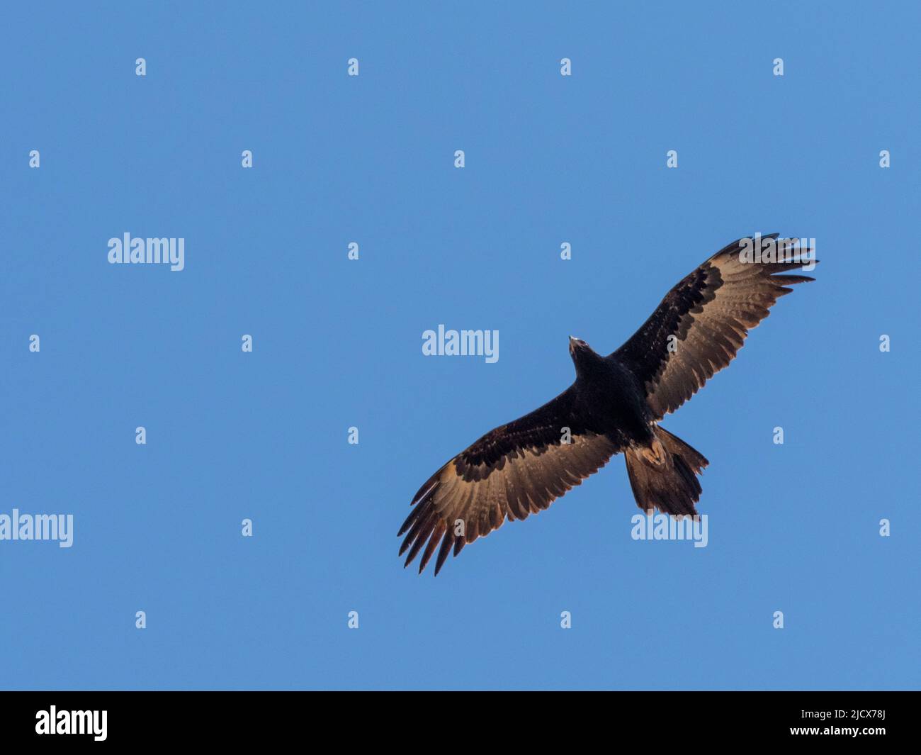 Adult wedge-tailed eagle (Aquila audax), in flight in Cape Range National Park, Western Australia, Australia, Pacific Stock Photo