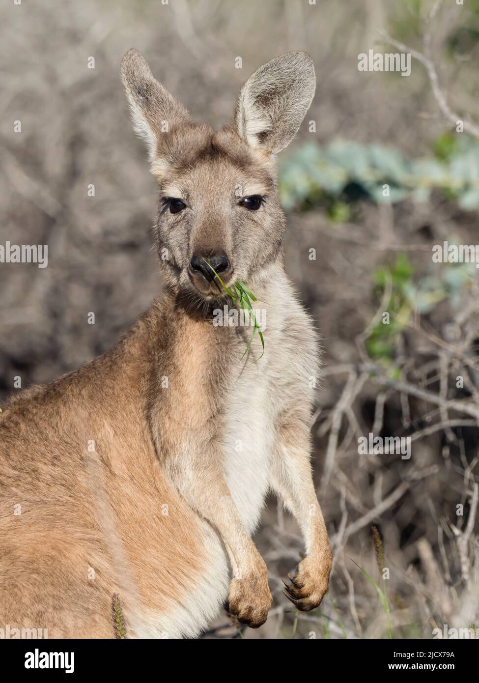 Adult red kangaroo (Macropus rufus), in Cape Range National Park, Western Australia, Australia, Pacific Stock Photo