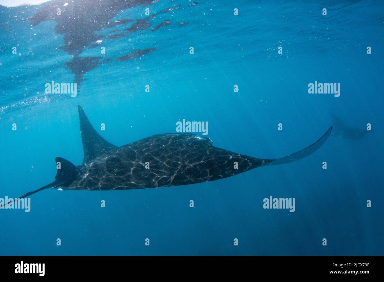 Adult reef manta ray (Mobula alfredi), underwater in Ningaloo Reef, Western Australia, Australia, Pacific Stock Photo